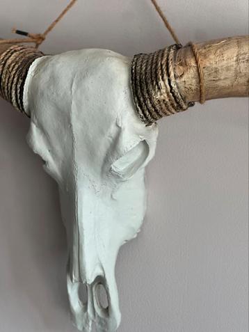 Western Longhorn skull beschikbaar voor biedingen