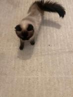 Siberische poes, Ophalen of Verzenden