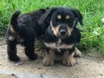 Teckel-kruising pups, Dieren en Toebehoren, 8 tot 15 weken, Korthaar, Dwerg, Meerdere