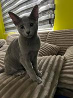 BLAUW RUS kitten Poesje  met stamboom fokken, Poes, Gechipt, 0 tot 2 jaar