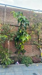 Moerbei boom, Tuin en Terras, Planten | Bomen, Ophalen of Verzenden, Volle zon, Overige soorten