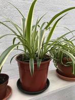 Mooie graslelie’s in een grote pot voor maar een tientje, Huis en Inrichting, Kamerplanten, Ophalen, Halfschaduw, Minder dan 100 cm