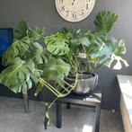 Monstera deliciosa, Huis en Inrichting, Ophalen of Verzenden