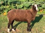Zwartbles Dekrammen NZS stamboek, Dieren en Toebehoren, Mannelijk, Schaap, 0 tot 2 jaar
