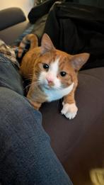 Ruby, Dieren en Toebehoren, Kater, Kortharig, 0 tot 2 jaar