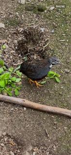 kwartels (haanjes), Dieren en Toebehoren, Pluimvee, Mannelijk, Overige soorten