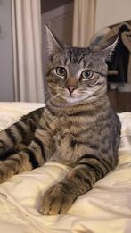 Lieve europese korthaar x bengaal kitten zoekt gouden mandje, Dieren en Toebehoren, Kater, Ontwormd, 0 tot 2 jaar