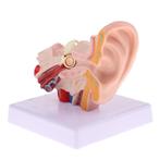 Oor Menselijk Anatomie Model / School Skelet Medisch Mens, Verzenden, Nieuw
