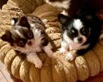 ✅️Prachtige kleine chihuahua pups GERESERVEERD!, Dieren en Toebehoren, Rabiës (hondsdolheid), 8 tot 15 weken, Meerdere, Meerdere dieren