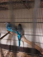 Grasparkieten, Meerdere dieren, Parkiet