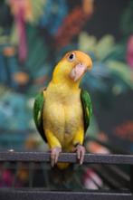 Baby Caique´s | Roestkop | getest | Handtam | Nieuwsgierig, Dieren en Toebehoren, Vogels | Parkieten en Papegaaien, Meerdere dieren