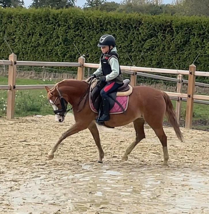 Sportpony welsh grote maat B, Dieren en Toebehoren, Pony's, Merrie, L, B pony (1.17m tot 1.27m), 3 tot 6 jaar, Met stamboom, Gechipt