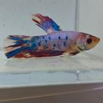Betta splendens man 0N, Vis