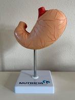 Anatomisch Model Maag - Nutricia, Diversen, Schoolbenodigdheden, Ophalen of Verzenden, Zo goed als nieuw
