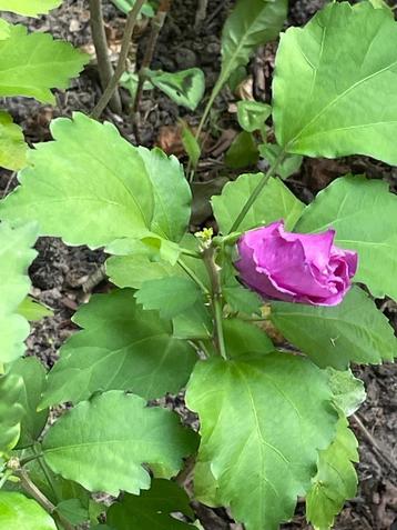 hibiscus beschikbaar voor biedingen