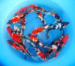 Ochiba, Shusui, Chagoi, Goshiki, Showa, Tancho, Doitsu ,enz, Dieren en Toebehoren, Vissen | Vijvervissen, Karper of Koi