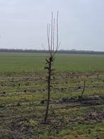 stoofperen gieserwildeman, Ophalen, Lente, Volle zon, Perenboom