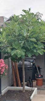 Vijgenbomen - 2 stuks, Tuin en Terras, Bloeit niet, Overige soorten, 100 tot 250 cm, Ophalen