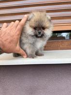 Pomeriaan, Rabiës (hondsdolheid), Reu, 8 tot 15 weken, Buitenland
