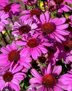 Zonnehoed ‘Echinacea’ “Sombrero Rose” vaste plant €2, Ophalen, Zomer, Overige soorten, Volle zon