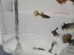 Guppen, Dieren en Toebehoren, Vissen | Aquariumvissen, Vis, Zoetwatervis, Schoolvis