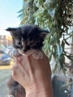Maine Coon kittens, Meerdere dieren, Gechipt, 0 tot 2 jaar