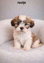 Super mooie gezonde boomer pups, Dieren en Toebehoren, Overige rassen, 8 tot 15 weken, Meerdere, Meerdere dieren