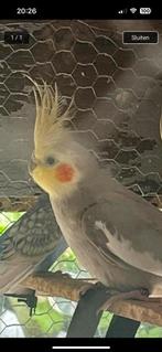 Jonge gras parkieten en valk parkieten, Dieren en Toebehoren, Vogels | Parkieten en Papegaaien, Meerdere dieren, Parkiet