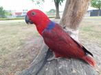 Edelpapegaai Lola, Dieren en Toebehoren, Vogels | Parkieten en Papegaaien, Vrouwelijk, Papegaai, Pratend
