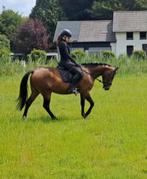 Lieve, grote D pony (145 cm) ruin, Dieren en Toebehoren, Ruin, Recreatiepaard