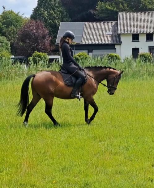 Lieve, grote D pony (145 cm) ruin, Dieren en Toebehoren, Paarden, Ruin, Recreatiepaard