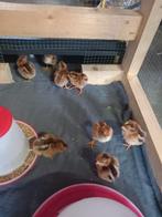 Welsumse kuikens, Dieren en Toebehoren, Pluimvee, Geslacht onbekend, Kip