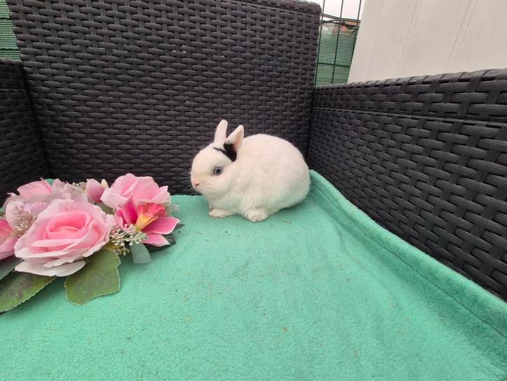 Mooi lief mini kleurdwergje rammetje, Dieren en Toebehoren, Konijnen, Dwerg, Mannelijk
