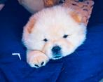 (Nog maar 2...) Prachtige raszuivere Chow Chow pups, Dieren en Toebehoren, Rabiës (hondsdolheid), Overige rassen, 8 tot 15 weken