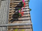 Schutting, Tuin en Terras, Schuttingen, Ophalen, Gebruikt, 6 meter of meer, 2 meter of meer