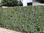 Elaeagnus ebbingei, Olijfwilg Hoogte 150+ cm € 23,95 p.st., Overige soorten, Haag, Ophalen, 100 tot 250 cm