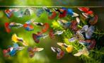 Diverse guppies aangeboden, Dieren en Toebehoren, Vis, Zoetwatervis