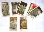 Losse plaatjes Verkade-albums Vetplanten, Dierenleven Artis, Ophalen of Verzenden, Gelezen, Plaatjesalbum