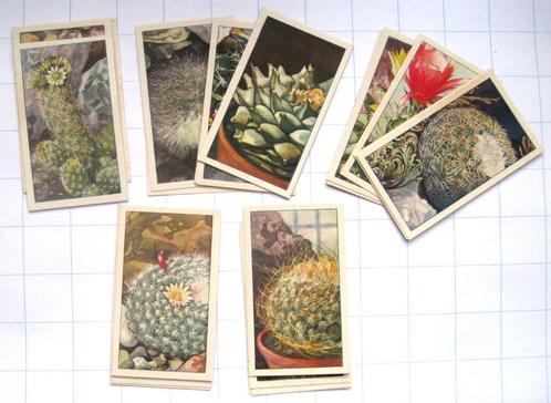 Losse plaatjes Verkade-albums Vetplanten, Dierenleven Artis, Boeken, Prentenboeken en Plaatjesalbums, Gelezen, Plaatjesalbum, Ophalen of Verzenden