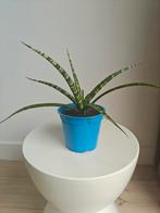 Sanseveria, Groene kamerplant, Ophalen, Volle zon, Minder dan 100 cm