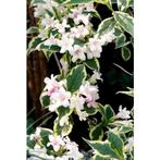 Weigelia flor. Variegata - Weigela, Volle zon, Vaste plant, Lente, Ophalen