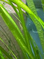 Kleine vuurgarnaaltjes te koop, Dieren en Toebehoren, Kreeft, Krab of Garnaal, Zoetwatervis