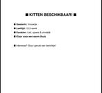 Kitten beschikbaar, Poes, Kortharig, 0 tot 2 jaar