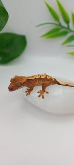 Poss 1.0 Red Tricolor wimpergekko baby, Dieren en Toebehoren, Reptielen en Amfibieën, Hagedis, Tam, 0 tot 2 jaar