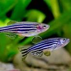 zebra danio, Vis, Zoetwatervis, Schoolvis