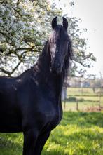 Verzorgpaard(en) aangeboden, Ophalen of Verzenden, Nieuw