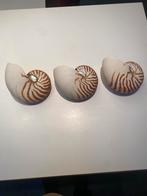 Drie grote Nautilus schelpen puntgaaf, Ophalen of Verzenden, Schelp(en)