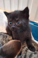 Prachtig zwarte, lieve kitten, poesje, Dieren en Toebehoren, Katten en Kittens | Overige Katten, Meerdere dieren, Kortharig, 0 tot 2 jaar