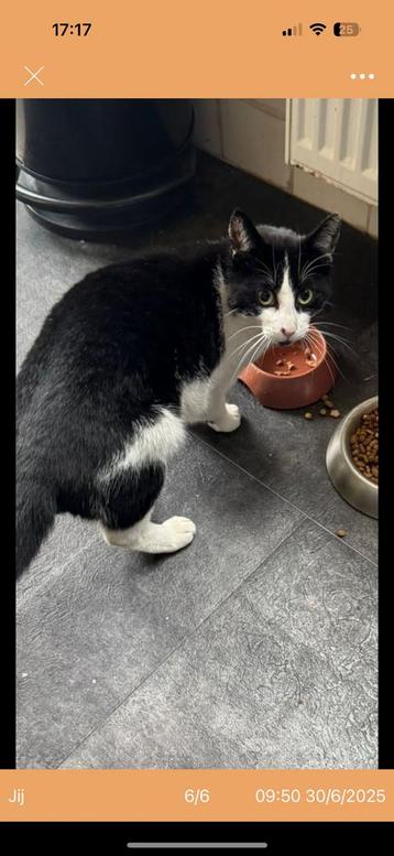 2 katten beschikbaar voor biedingen