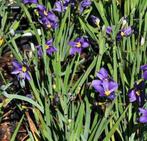 Bieslelie vaste plant, Tuin en Terras, Planten | Tuinplanten, Vaste plant, Halfschaduw, Lente, Ophalen